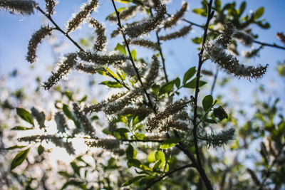 Close-up of snow on plant against sky