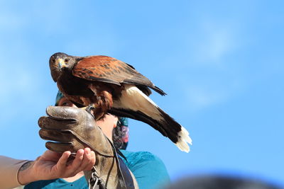 Man holding bird perching on hand against blue sky