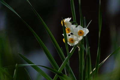 Close-up of white flower