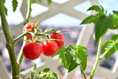 Close-up of tomatoes growing on plant