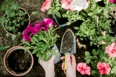 Cropped hand holding flowers