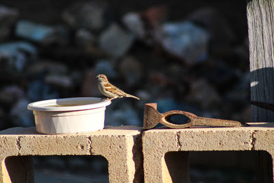 Close-up of bird perching on water bowl