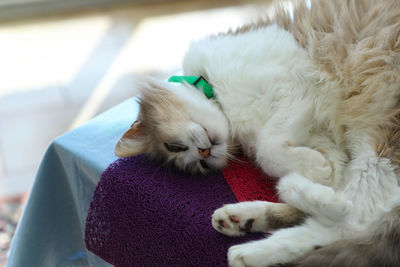 Close-up of cat sleeping