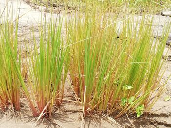 Plants growing on field by lake