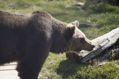 Close-up of grizzly bear 