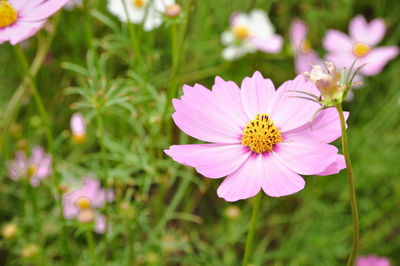 Close-up of pink cosmos flower