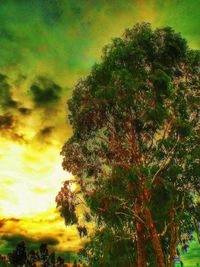 Low angle view of trees on field