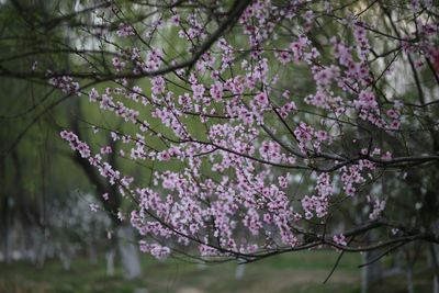 Pink flowers blooming on tree