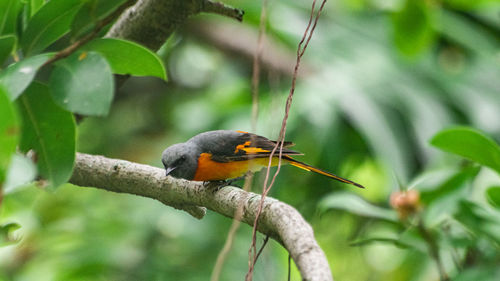 Close-up of bird perching on branch