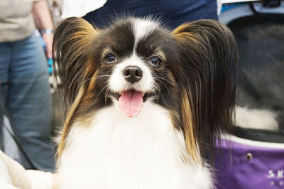 Close-up portrait of dog sticking out tongue