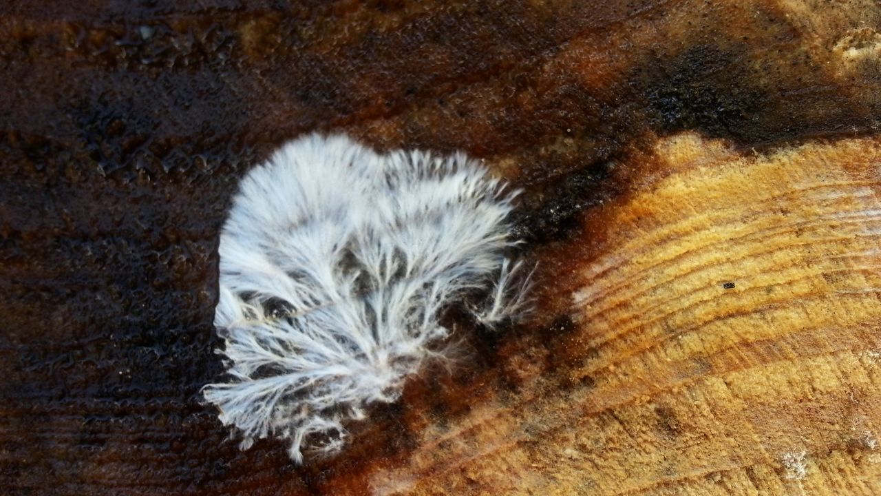 high angle view, nature, close-up, no people, outdoors, day, beauty in nature, tranquility, sand, natural pattern, dry, growth, textured, plant, white color, dandelion, rock - object, softness, sunlight, feather