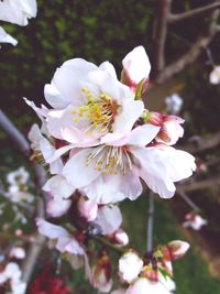 Close-up of white flower tree