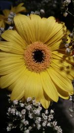 Close-up of yellow flower