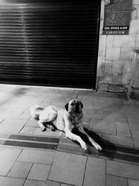 Dog sitting on sidewalk