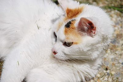 Close-up of a cat looking away