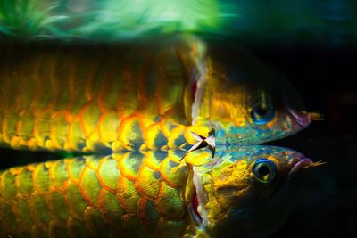 Close-up of fish swimming in aquarium