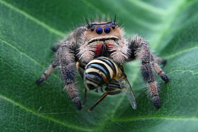 Close-up of spider