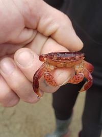 Close-up of a hand holding crab