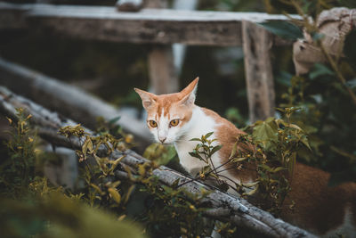 Portrait of a cat