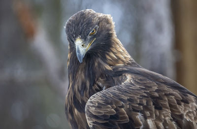 Close-up portrait of eagle