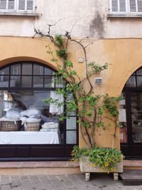 Potted plant on street by building