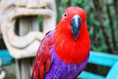 Close-up portrait of eclectus parrot at zoo