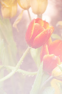 Close-up of red flower