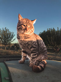cat