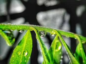 Close-up of leaves