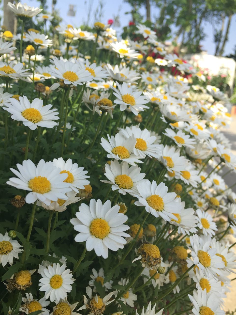 flower, freshness, petal, fragility, flower head, white color, growth, daisy, beauty in nature, blooming, nature, plant, yellow, high angle view, pollen, in bloom, close-up, abundance, field, outdoors