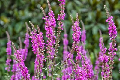 Close-up of pink flowering plants