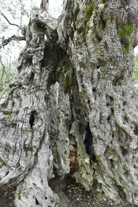 Full frame shot of tree trunk