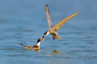 Seagulls flying in a water