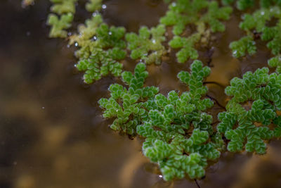 High angle view of plants in water