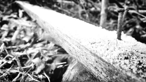 Close-up of plant against blurred background