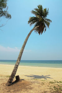 Palm tree by sea against sky