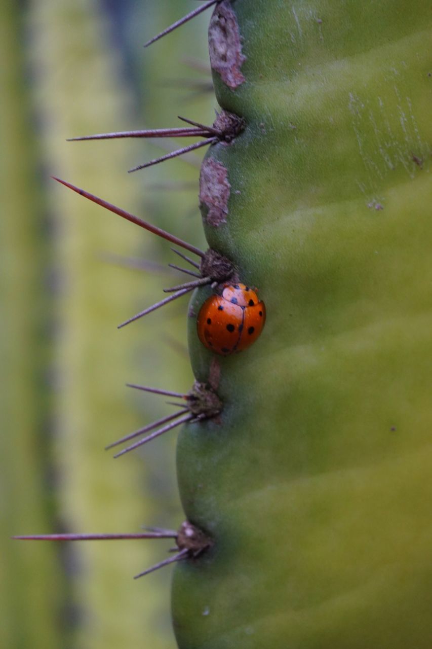 insect, animal themes, animals in the wild, one animal, wildlife, ladybug, close-up, focus on foreground, selective focus, nature, plant, beauty in nature, orange color, green color, leaf, outdoors, no people, day, growth, spotted