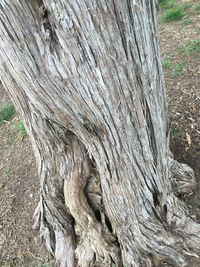 Close-up of tree trunk