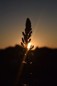 Close-up of silhouette plant on field against sky during sunset