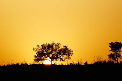 Silhouette of trees at sunset