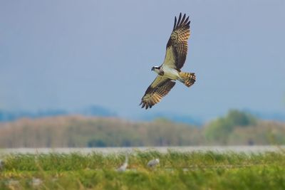 Bird flying over a field