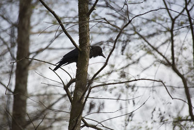 Low angle view of bird perching on bare tree