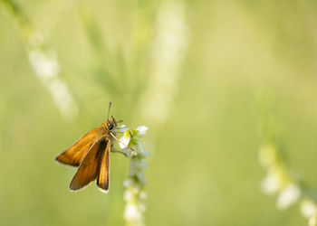 Close-up of butterfly pollinating flower