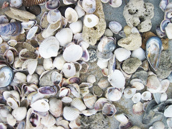 High angle view of shells on beach