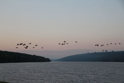 Flock of birds flying over lake against clear sky