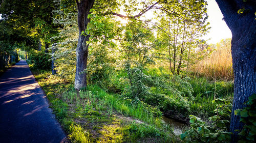 Trees growing in forest