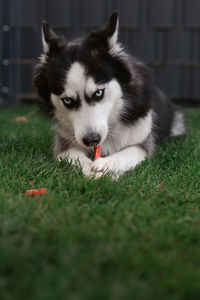 Portrait of dog on field