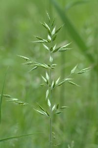 Close-up of grass growing in field