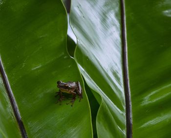 Close-up of grasshopper on leaf