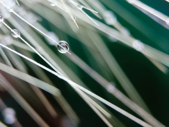 Close-up of wet plant